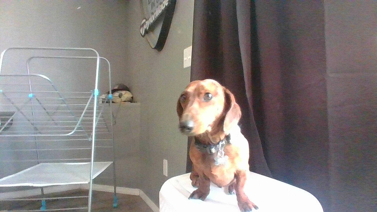 Bee joined the competition — help win amazing prizes! beagle, carnivore, collar, companion_dog, curtain, dog, dog_breed, dog_collar, dog_supply, fawn, flooring, hound, liver, mammal, pet_supply, scent_hound, snout, sporting_group, whiskers, working_animal