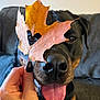 dog, leaf, autumn, fall, tongue_out, black_nail_polish, hand, pet, close_up, cute, cozy, indoor, couch, brown, black, nose, animal, portrait, playful, heart_shape