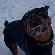 Willow is registered to the contest to win money with this photo: dog, rottweiler, snow, playful, animal, pet, outdoor, winter, running, black, brown, canine, fur, collar, excited, snout, mouth_open, snowy_ground, active, energetic