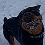 dog, rottweiler, snow, playful, animal, pet, outdoor, winter, running, black, brown, canine, fur, collar, excited, snout, mouth_open, snowy_ground, active, energetic