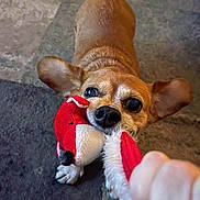 Chloee is registered to the contest to win money with this photo: dog, toy, play, tug_of_war, hand, ears, carpet, pet, animal, cute, fun, indoor, brown_dog, plush_toy, interaction, close_up, snout, paw, fur, nose