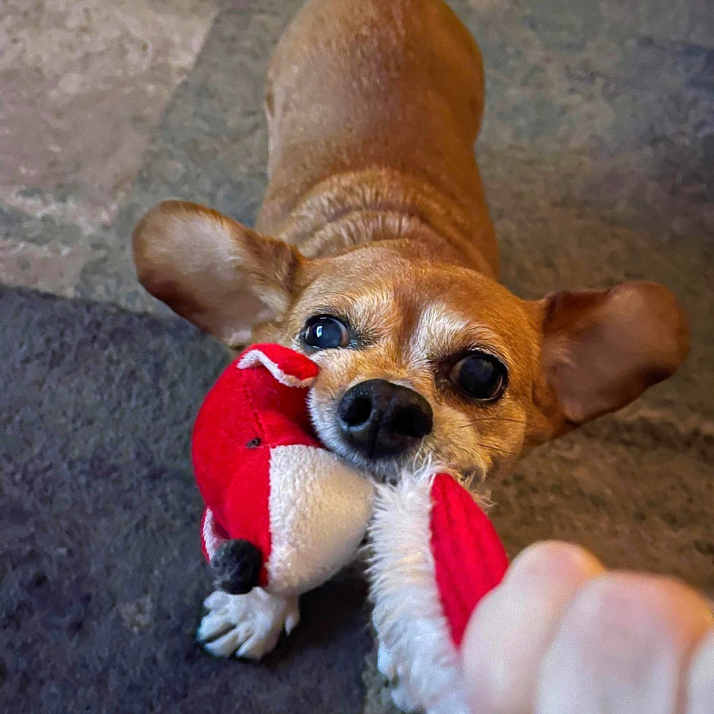 Chloee is registered to the contest to win money with this photo: animal, brown_dog, carpet, close_up, cute, dog, ears, fun, fur, hand, indoor, interaction, nose, paw, pet, play, plush_toy, snout, toy, tug_of_war