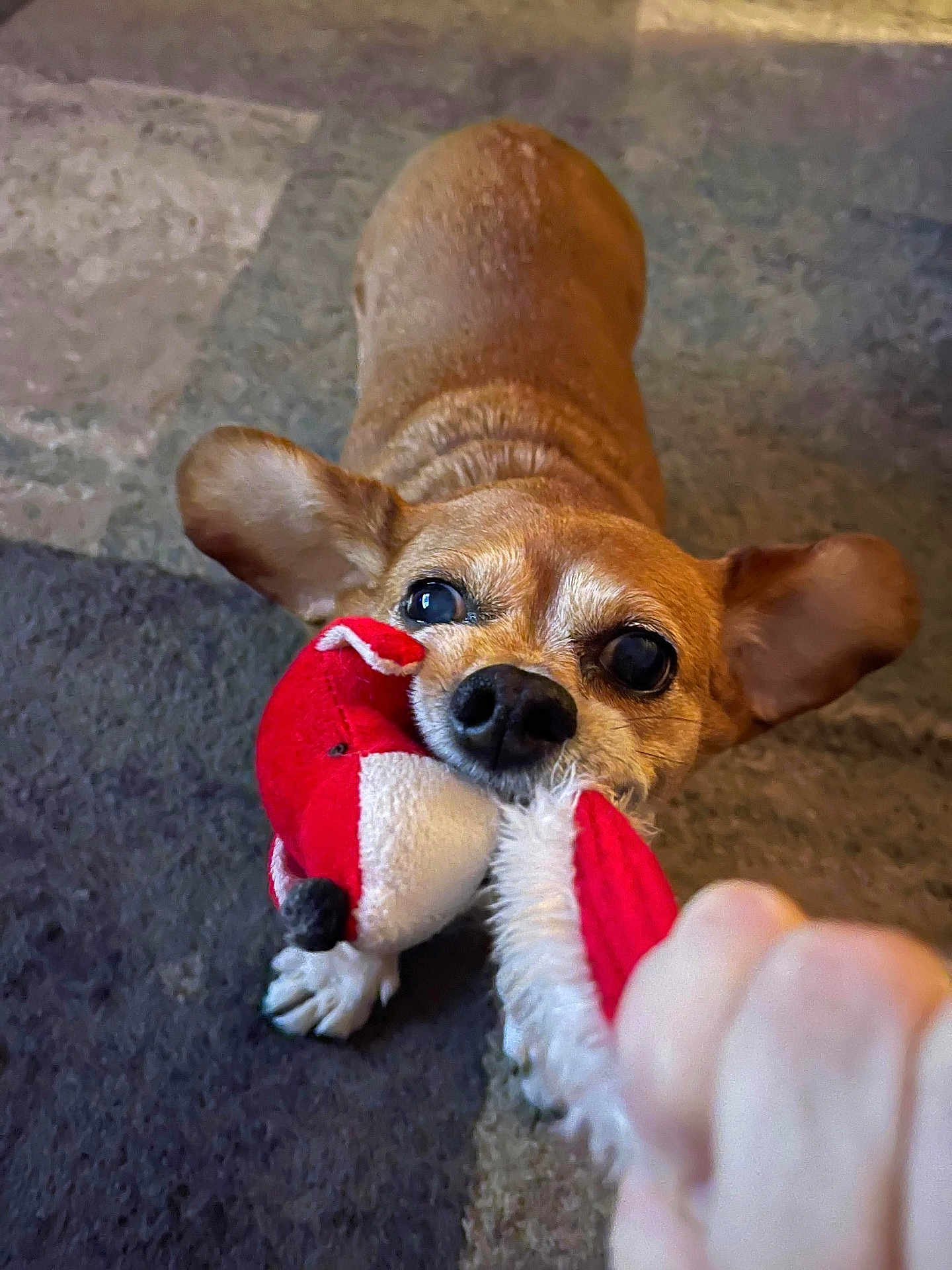 Chloee is registered to the contest to win money with this photo: dog, toy, play, tug_of_war, hand, ears, carpet, pet, animal, cute, fun, indoor, brown_dog, plush_toy, interaction, close_up, snout, paw, fur, nose