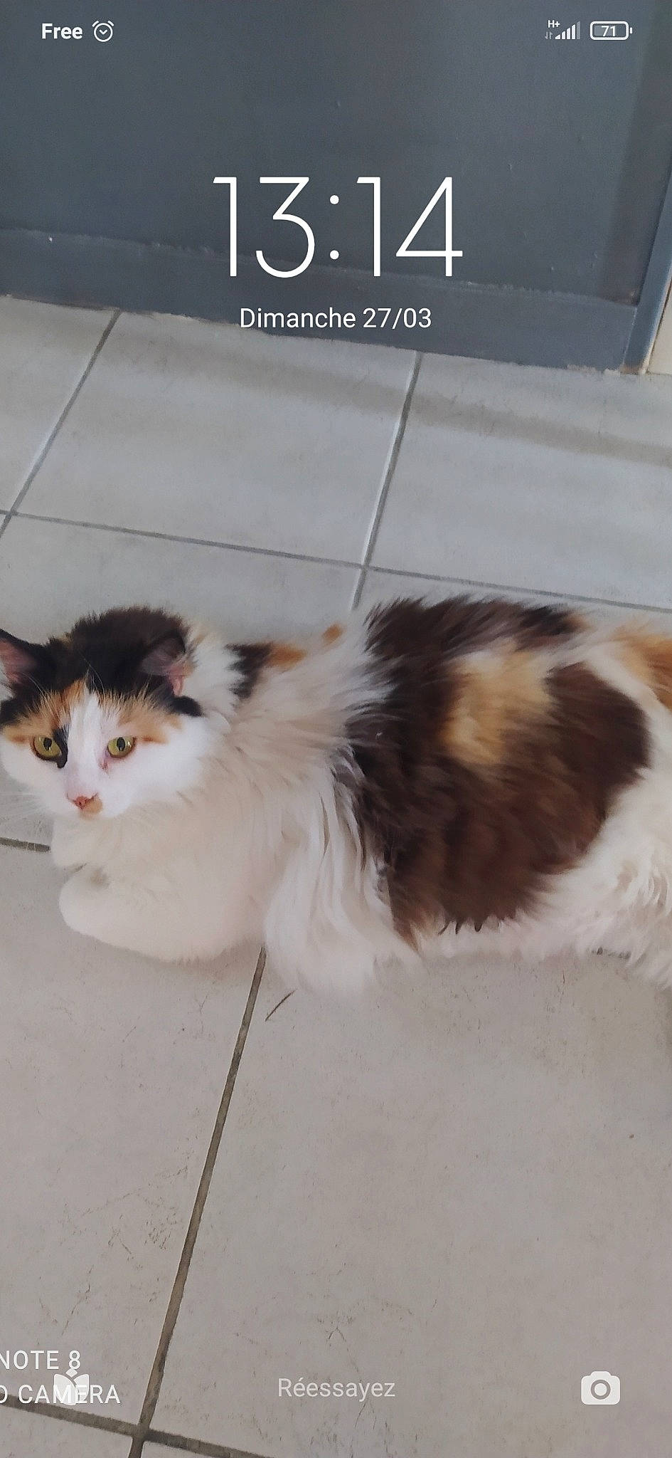 Marquise participe au concours pour gagner de l'argent avec cette photo : carnivore, cat, claw, companion_dog, domestic_short_haired_cat, door, felidae, flooring, fur, paw, photo_caption, porch, small_to_medium_sized_cats, snout, tail, terrestrial_animal, whiskers, window