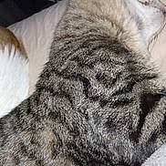 Magnifique a rejoint le concours — aidez-le/la à gagner de superbes lots ! tabby_cat, cat, indoor, sleeping, feline, pet, fur, whiskers, resting, close_up, striped, animal, household, cozy, domestic_cat, mammal, relaxation, texture, comfort, quiet