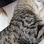 tabby_cat, cat, indoor, sleeping, feline, pet, fur, whiskers, resting, close_up, striped, animal, household, cozy, domestic_cat, mammal, relaxation, texture, comfort, quiet