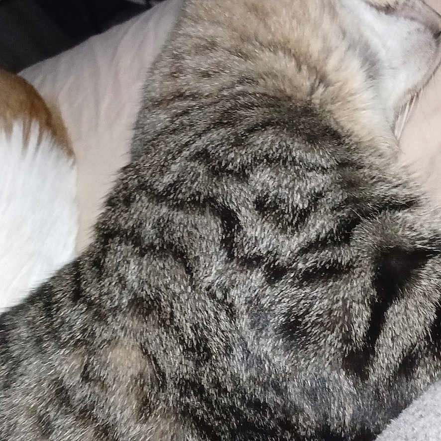 Magnifique a rejoint le concours — aidez-le/la à gagner de superbes lots ! animal, cat, close_up, comfort, cozy, domestic_cat, feline, fur, household, indoor, mammal, pet, quiet, relaxation, resting, sleeping, striped, tabby_cat, texture, whiskers