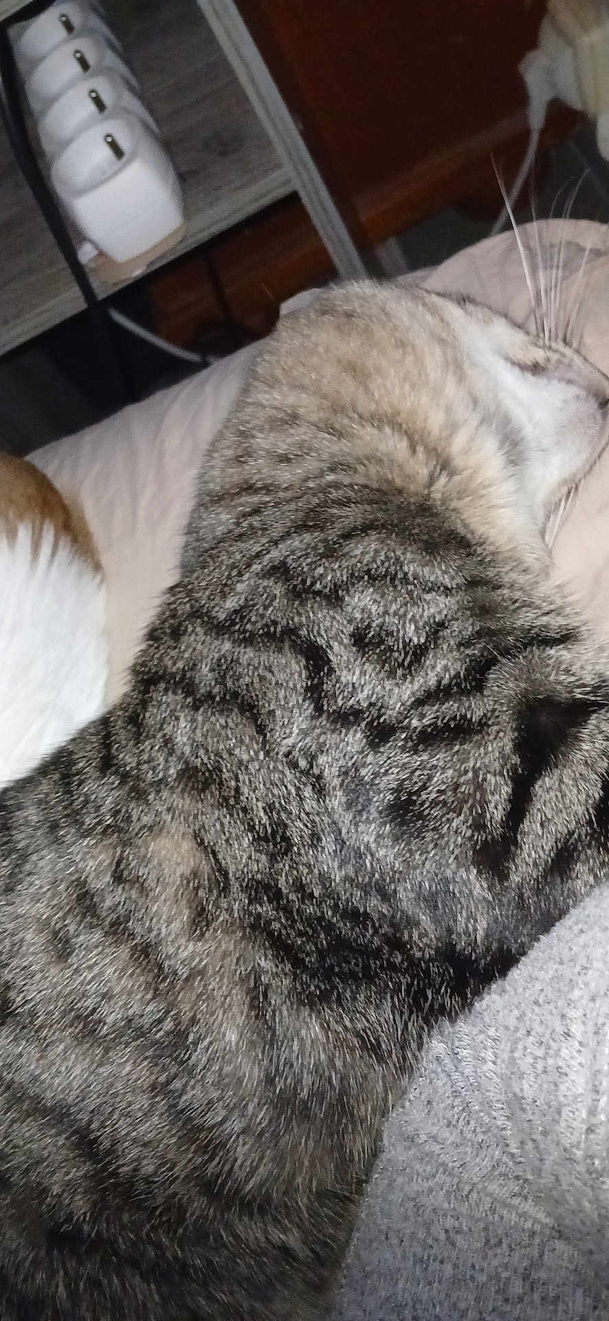 Magnifique a rejoint le concours — aidez-le/la à gagner de superbes lots ! tabby_cat, cat, indoor, sleeping, feline, pet, fur, whiskers, resting, close_up, striped, animal, household, cozy, domestic_cat, mammal, relaxation, texture, comfort, quiet