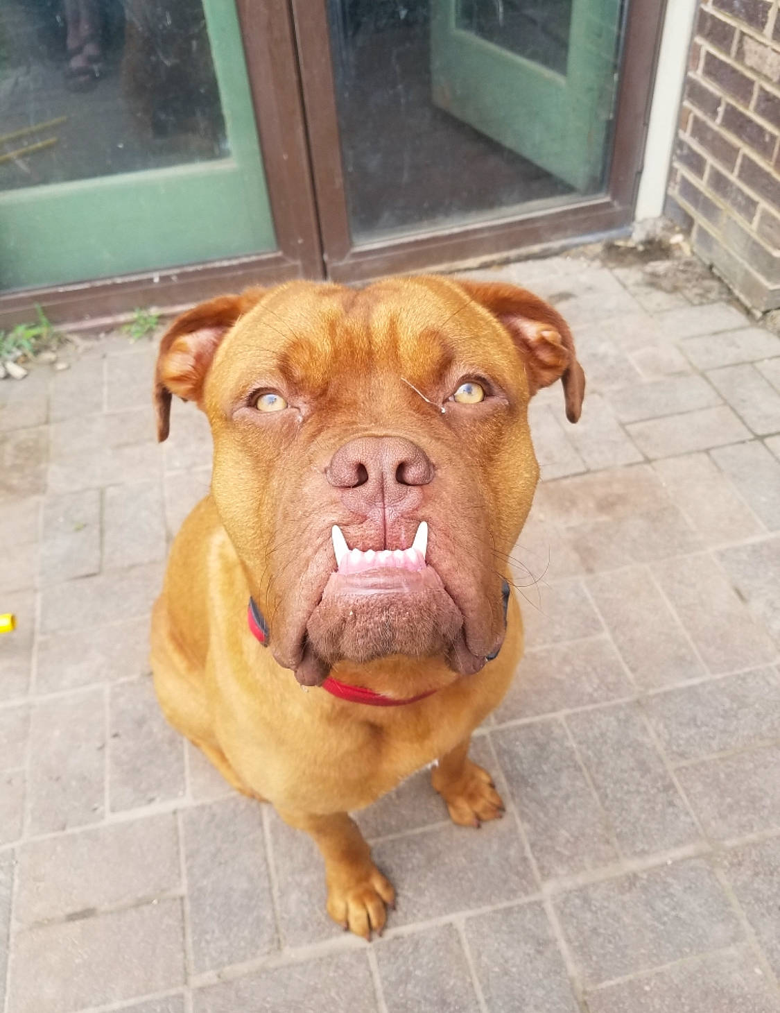 Moose is registered to the contest to win money with this photo: bullmastiff, canidae, carnivore, dog, dog_breed, dogue_de_bordeaux, fawn, mammal, molosser, non_sporting_group, nose, ori_pei, pit_bull, rare_breed_dog, skin, snout, sporting_group, vertebrate, working_dog, wrinkle