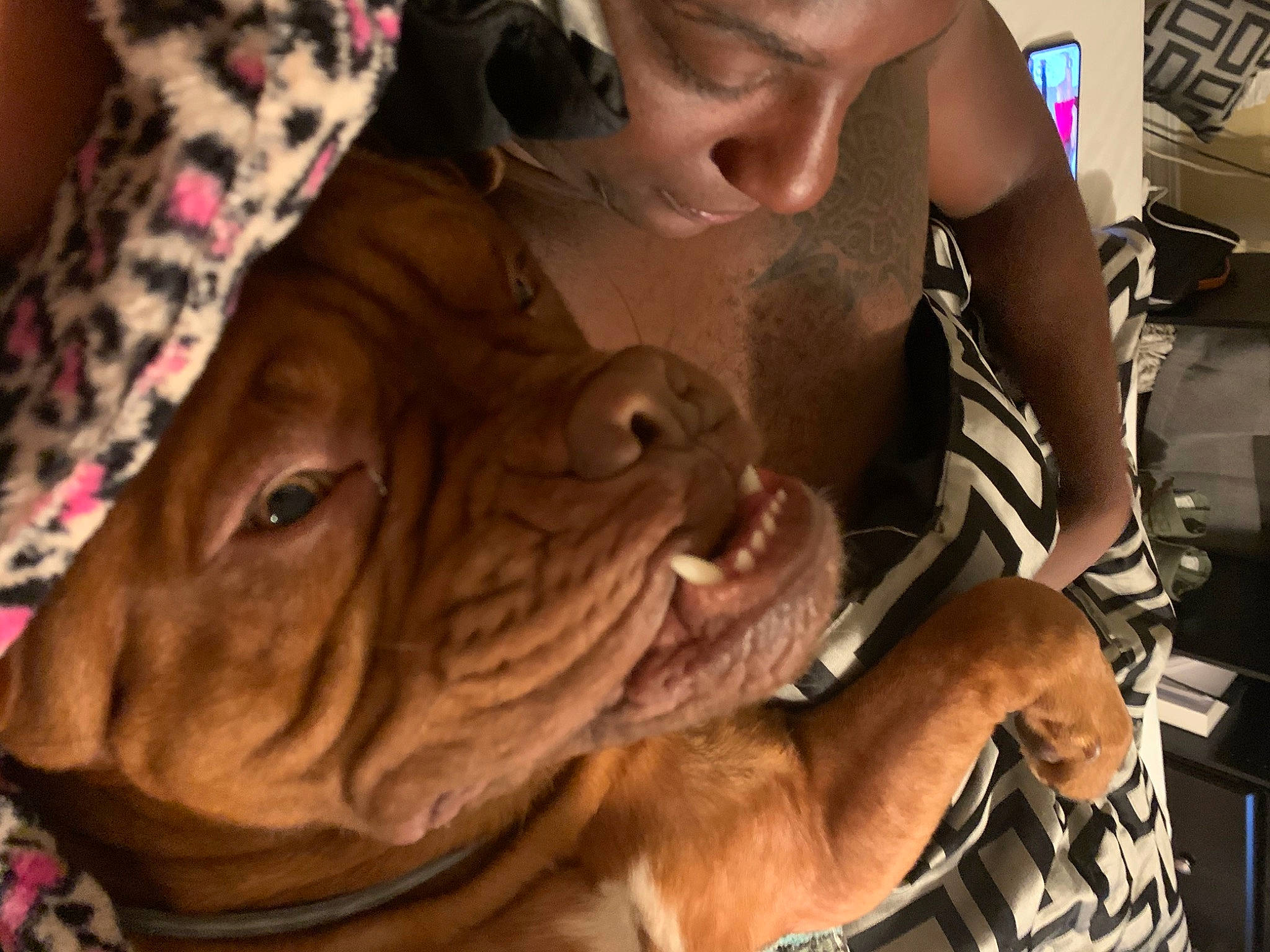 Moose joined the competition — help win amazing prizes! canidae, carnivore, companion_dog, dog, dog_breed, dogue_de_bordeaux, fawn, korean_mastiff, mammal, muscle, neapolitan_mastiff, non_sporting_group, pit_bull, skin, snout, sporting_group, vizsla, wrinkle