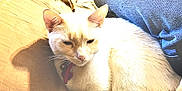 Morgan is registered to the contest to win money with this photo: cat, cream_color, collar, pet, feline, indoor, couch, jeans, shadow, relaxing, fur, domestic_animal, whiskers, tail, resting, close_up, comfort, home, animal, person_nearby