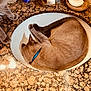 cat, sink, bathroom, countertop, granite, collar, blue_collar, toiletries, soap, curious_cat, curled_up, feline, pet, domestic_animal, indoor, bathroom_sink, paws, fur, relaxed, sleeping_cat