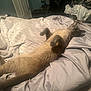 cat, siamese_cat, bed, blanket, indoor, relaxed, sleeping, feline, pet, fur, paw, tail, cozy, domestic, animal, resting, bedroom, scissors, laundry, soft