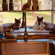 Captain And Morgan is registered to the contest to win money with this photo: cat, gray_cat, kitchen_sink, faucet, window, windowsill, ceramic_bunny, figurine, jar, backyard, grass, shed, sunlight, indoor, relaxed, animal, pet, decor, countertop, brush
