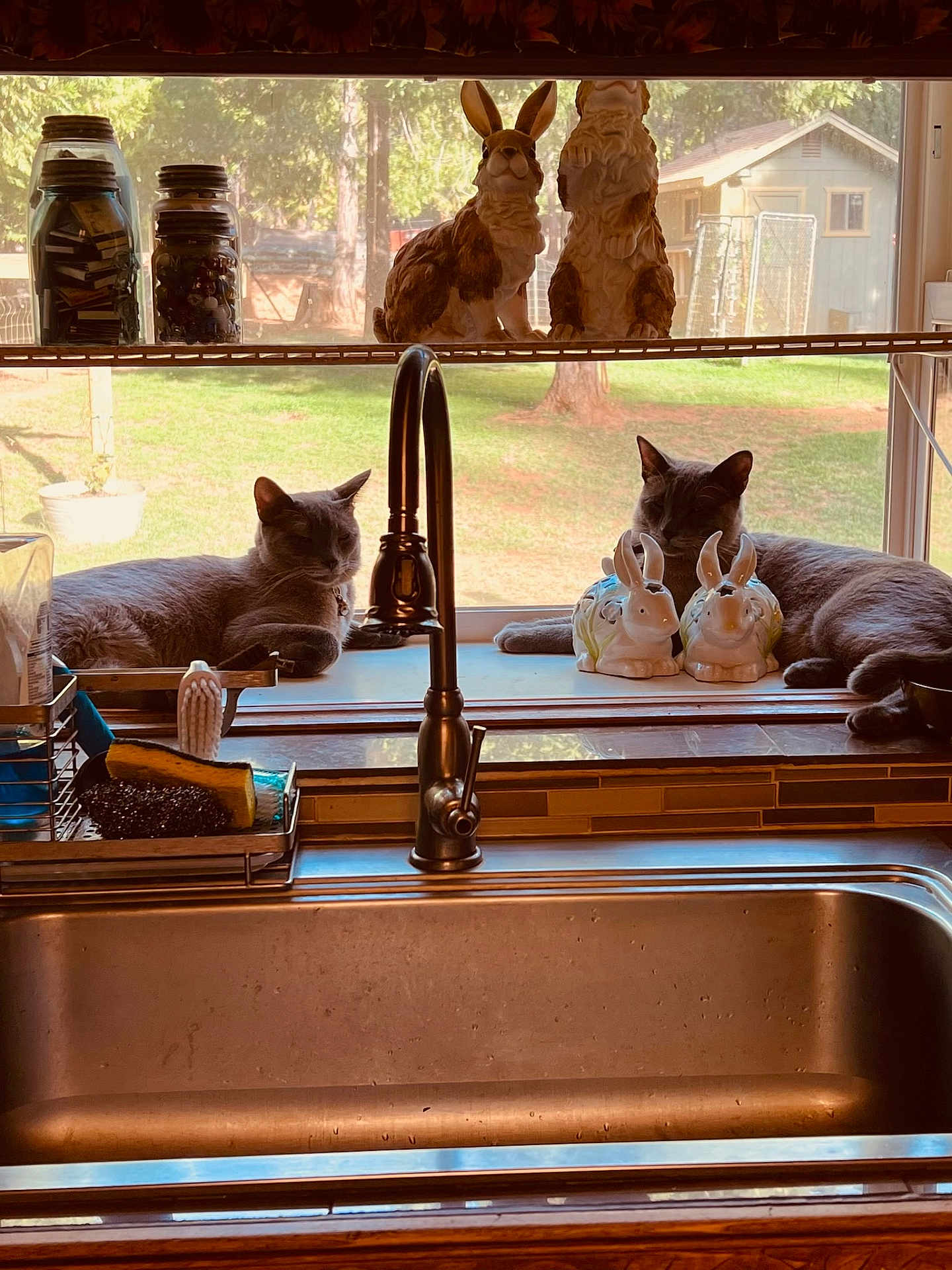 Captain And Morgan is registered to the contest to win money with this photo: cat, gray_cat, kitchen_sink, faucet, window, windowsill, ceramic_bunny, figurine, jar, backyard, grass, shed, sunlight, indoor, relaxed, animal, pet, decor, countertop, brush