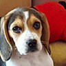 Lou a rejoint le concours — aidez-le/la à gagner de superbes lots ! american_foxhound, beagle, beagle_harrier, beaglier, canidae, carnivore, dog, dog_breed, drever, english_foxhound, estonian_hound, finnish_hound, hamiltonstovare, harrier, mammal, pocket_beagle, serbian_tricolour_hound, snout, treeing_walker_coonhound, vertebrate