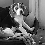 Lou participe au concours pour gagner de l'argent avec cette photo : american_foxhound, beagle, canidae, carnivore, companion_dog, coonhound, dog, dog_breed, drever, finnish_hound, harrier, mammal, pocket_beagle, puppy, serbian_tricolour_hound, snout, treeing_walker_coonhound, vertebrate