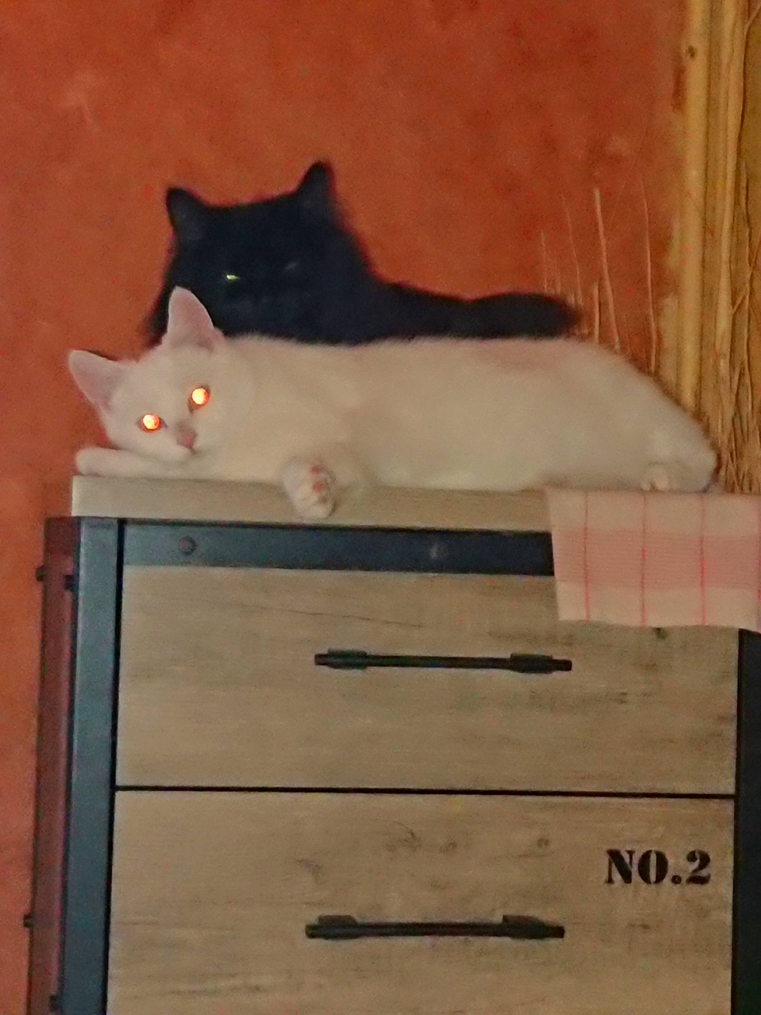 Nina participe au concours pour gagner de l'argent avec cette photo : carnivore, cat, domestic_short_haired_cat, felidae, small_to_medium_sized_cats, tail, whiskers, wood
