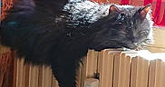 Nina participe au concours pour gagner de l'argent avec cette photo : black, black_cat, carnivore, cat, felidae, fur, small_to_medium_sized_cats, tail, whiskers, wood