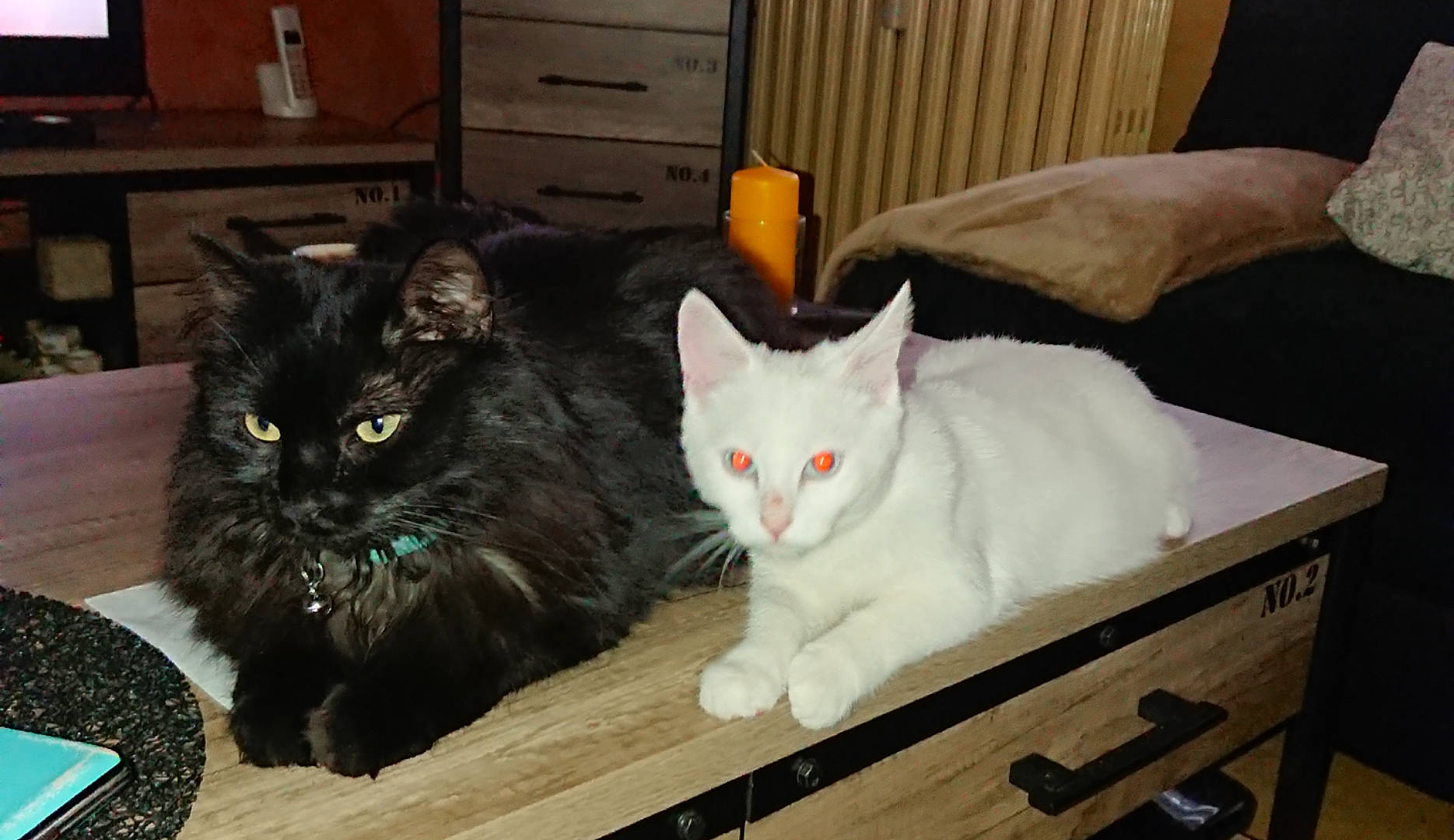 Nina a rejoint le concours — aidez-le/la à gagner de superbes lots ! asian, asian_semi_longhair, black_cat, british_semi_longhair, carnivore, cat, cymric, domestic_long_haired_cat, domestic_short_haired_cat, european_shorthair, felidae, fur, kitten, mammal, ragamuffin, small_to_medium_sized_cats, turkish_angora, turkish_van, vertebrate, whiskers