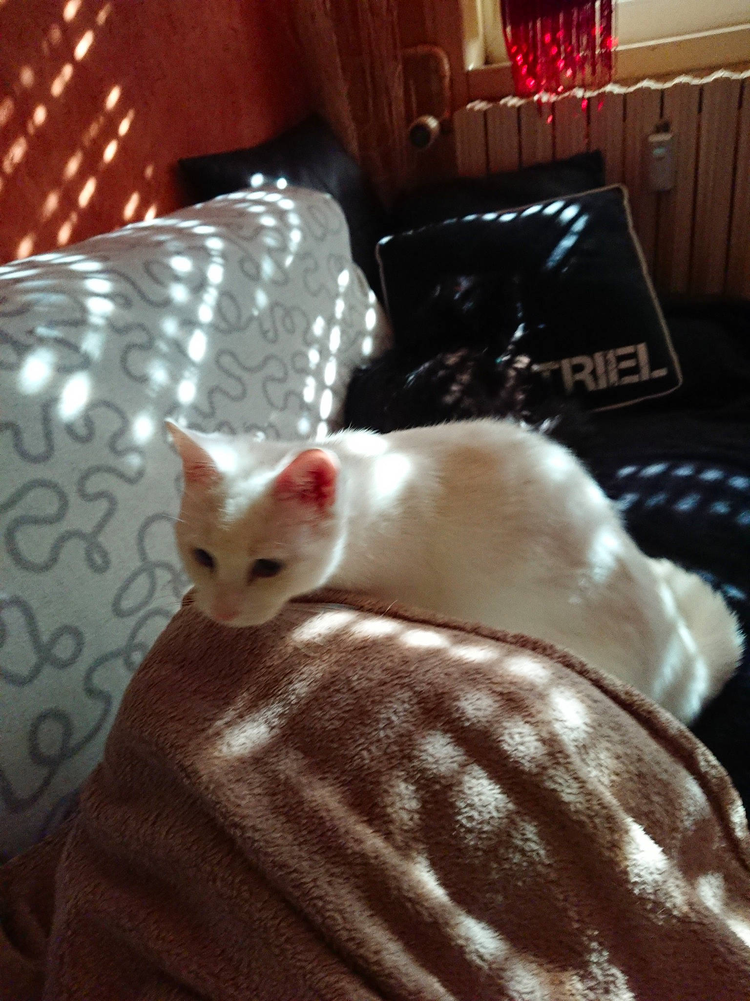 Nala participe au concours pour gagner de l'argent avec cette photo : asian, burmilla, carnivore, cat, colorpoint_shorthair, cornish_rex, ear, fawn, felidae, fur, khao_manee, kitten, singapura, small_to_medium_sized_cats, tail, turkish_angora, turkish_van, whiskers