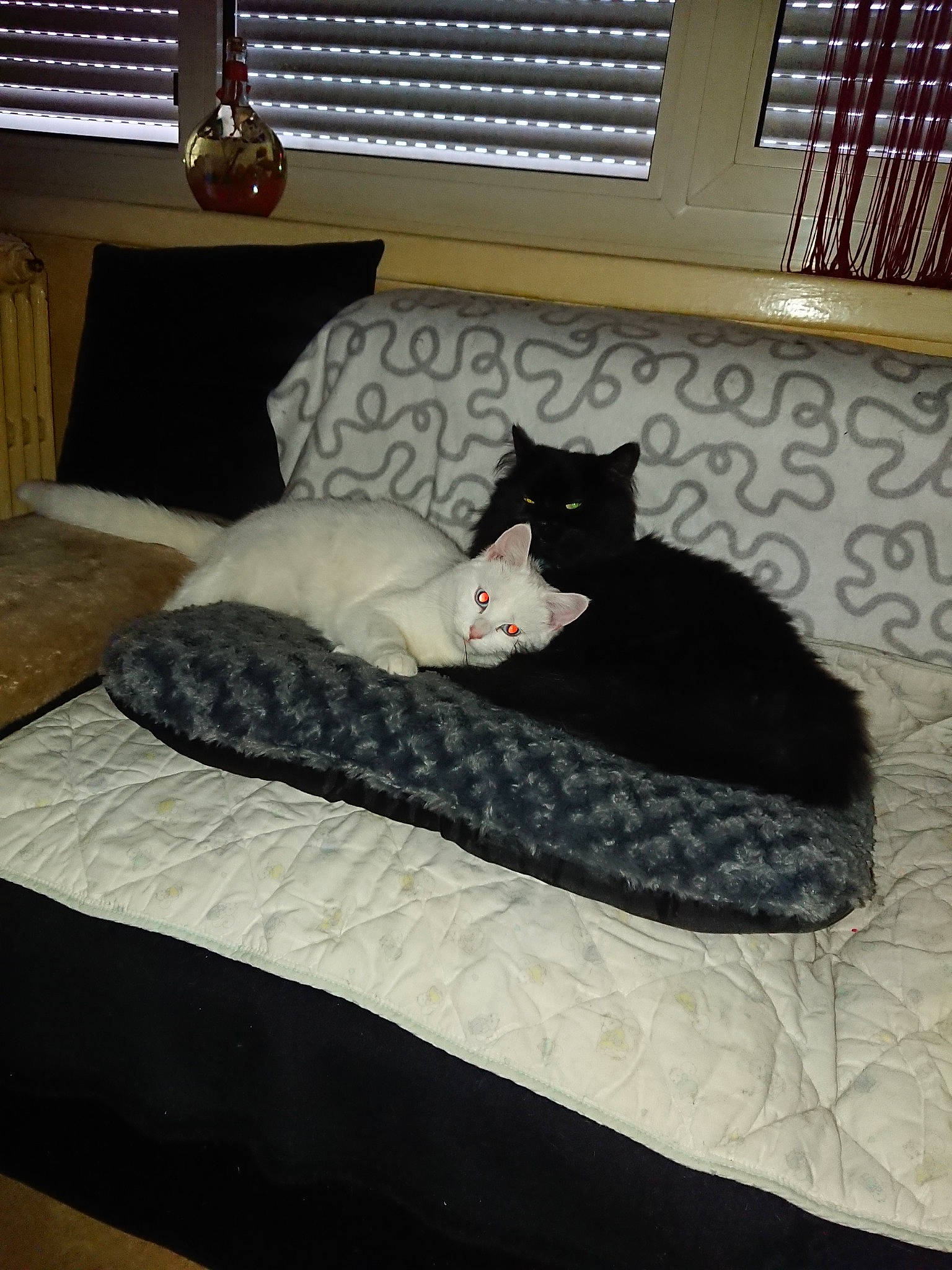 Nala participe au concours pour gagner de l'argent avec cette photo : bed, bed_frame, bed_sheet, bedding, bedroom, black, black_cat, cat, cat_bed, comfort, felidae, furniture, interior_design, linens, mattress, room, small_to_medium_sized_cats, whiskers