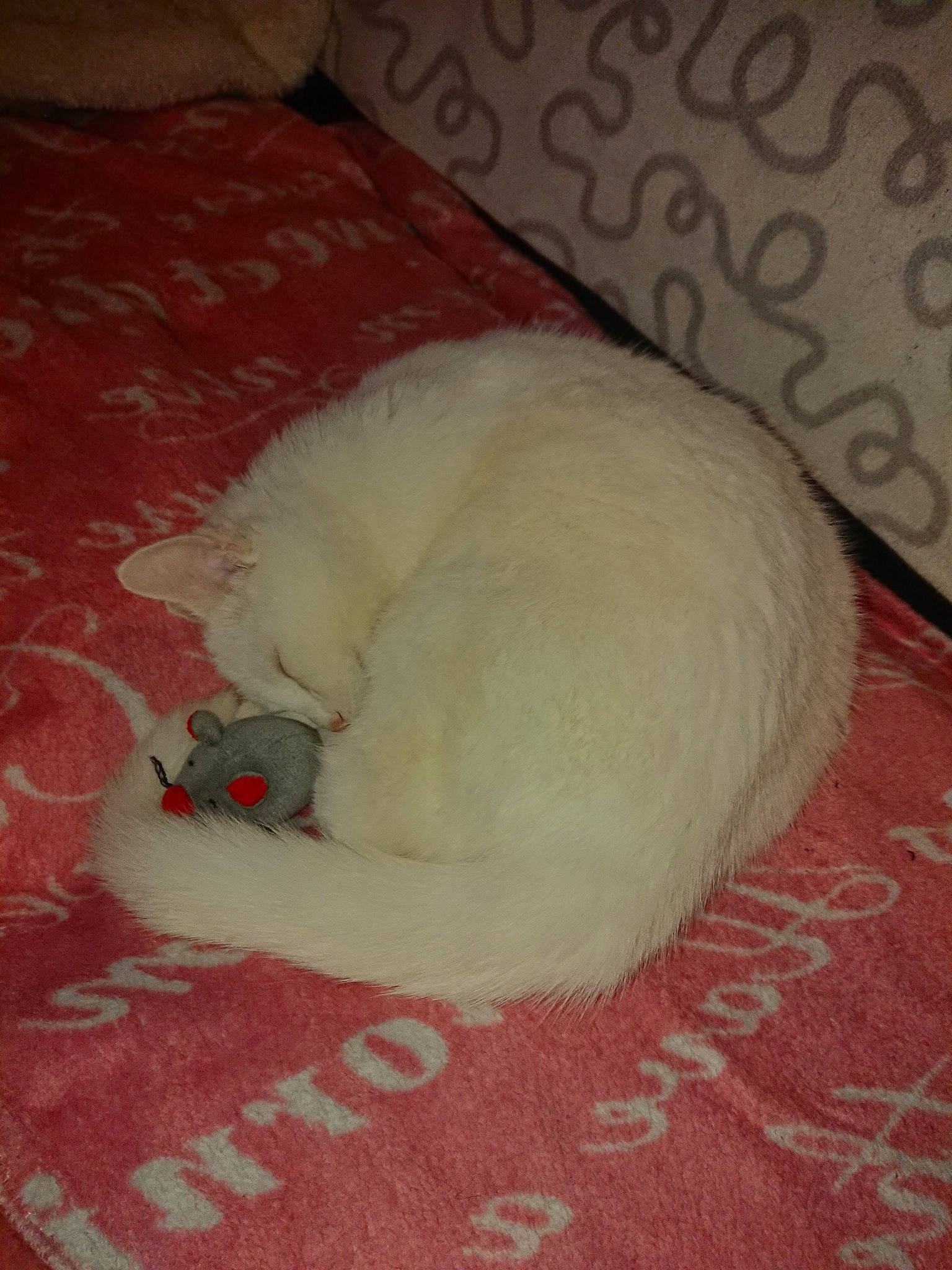 Nala participe au concours pour gagner de l'argent avec cette photo : carnivore, cat, felidae, fur, nap, small_to_medium_sized_cats, tail, turkish_angora