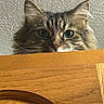 Shadow is registered to the contest to win money with this photo: cat, tabby, fluffy, peeking, wooden_surface, ears, whiskers, eyes, curious, indoor, texture, feline, pet, animal, closeup, face, fur, alert, home, portrait