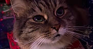 Shadow joined the competition — help win amazing prizes! cat, tabby_cat, close_up, green_eyes, whiskers, feline, pet, indoor, holiday, christmas_pattern, red, white, fur, face, animal, cute, cozy, festive, soft_light, background_blur