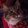 cat, tabby_cat, close_up, green_eyes, whiskers, feline, pet, indoor, holiday, christmas_pattern, red, white, fur, face, animal, cute, cozy, festive, soft_light, background_blur
