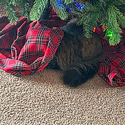 Shadow joined the competition — help win amazing prizes! cat, christmas_tree, plaid, tree_skirt, carpet, holiday_lights, greenery, cozy, indoor, pet, fur, decor, pine_needles, red, green, festive, animal, hidden, relaxing, holiday