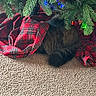 cat, christmas_tree, plaid, tree_skirt, carpet, holiday_lights, greenery, cozy, indoor, pet, fur, decor, pine_needles, red, green, festive, animal, hidden, relaxing, holiday