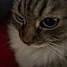 Shadow is registered to the contest to win money with this photo: cat, close_up, pet, fur, whiskers, animal, face, eyes, tabby, white_fur, portrait, mammal, indoor, feline, cute, domestic_animal, looking, soft_fur, closeup, nose