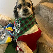 Cooper is registered to the contest to win money with this photo: dog, small_dog, pet, animal, sweater, bandana, carpet, stairs, blanket, pillow, indoor, cute, fur, looking_at_camera, portrait, christmas, holiday, cozy, home, sitting