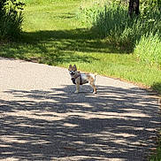Chloe is registered to the contest to win money with this photo: dog, small_dog, paved_path, grass, trees, sunlight, shadow, outdoor, nature, greenery, leafy, summer, canine, happy, pet, walking, harness, park, daylight, scenic