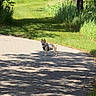 dog, small_dog, paved_path, grass, trees, sunlight, shadow, outdoor, nature, greenery, leafy, summer, canine, happy, pet, walking, harness, park, daylight, scenic