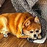 Chloe is registered to the contest to win money with this photo: dog, pet, animal, cozy, blanket, floor, wooden_floor, fur, cute, small_dog, indoors, resting, paw, ears, lying_down, brown, orange, domestic_animal, companion, relaxing