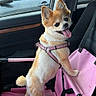 Chloe is registered to the contest to win money with this photo: dog, small_dog, pet_carrier, pink_harness, car_interior, car_seat, tongue_out, happy_dog, fluffy_tail, standing_dog, window, car_door, seatbelt, black_car_seat, pink_fabric, pet_accessory, vehicle, cute_pet, animal, travel
