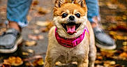 Chloe is registered to the contest to win money with this photo: dog, small_dog, pink_collar, tongue_out, happy, autumn, leaves, path, walking, pet, outdoor, shoes, blurred_background, canine, fur, ears, eyes, animal, cute, companion