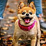 dog, small_dog, pink_collar, tongue_out, happy, autumn, leaves, path, walking, pet, outdoor, shoes, blurred_background, canine, fur, ears, eyes, animal, cute, companion