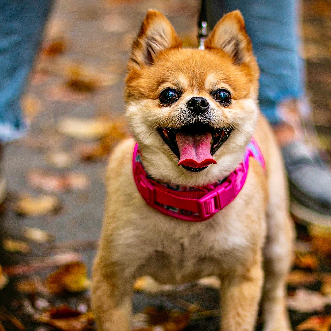 Chloe