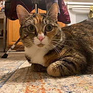 Momo is registered to the contest to win money with this photo: animal, appliance, broom, cat, close_up, curious, domestic_cat, ears, feline, floor, fur, household, indoor, kitchen, nose, pet, resting, rug, tabby_cat, whiskers