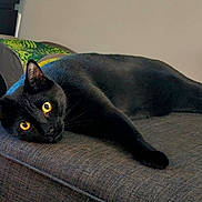 Tonyx joined the competition — help win amazing prizes! animal, black_cat, cat, close_up, couch, cozy, ear, feline, fur, furniture, home, indoor, lounging, pet, portrait, relaxed, sleepy, sofa, whiskers, yellow_eyes