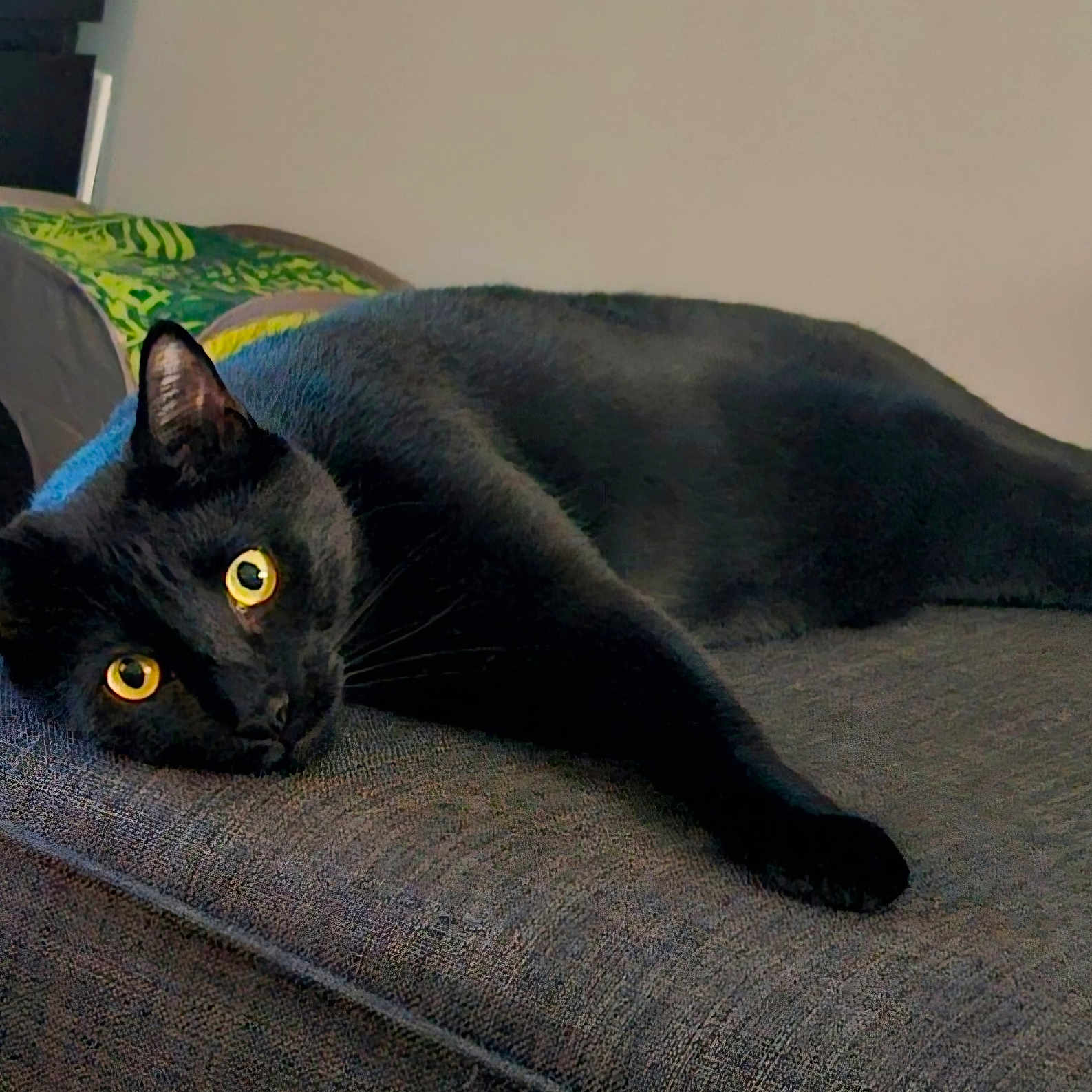 Tonyx joined the competition — help win amazing prizes! animal, black_cat, cat, close_up, couch, cozy, ear, feline, fur, furniture, home, indoor, lounging, pet, portrait, relaxed, sleepy, sofa, whiskers, yellow_eyes