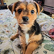 Flower Rose joined the competition — help win amazing prizes! puppy, dog, pet, animal, bed, floral_pattern, indoor, cute, fur, black_and_brown, small_dog, canine, young, looking_at_camera, ears, nose, whiskers, front_paws, home, cozy