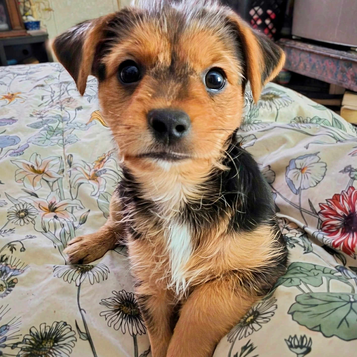 Flower Rose joined the competition — help win amazing prizes! animal, bed, black_and_brown, canine, cozy, cute, dog, ears, floral_pattern, front_paws, fur, home, indoor, looking_at_camera, nose, pet, puppy, small_dog, whiskers, young