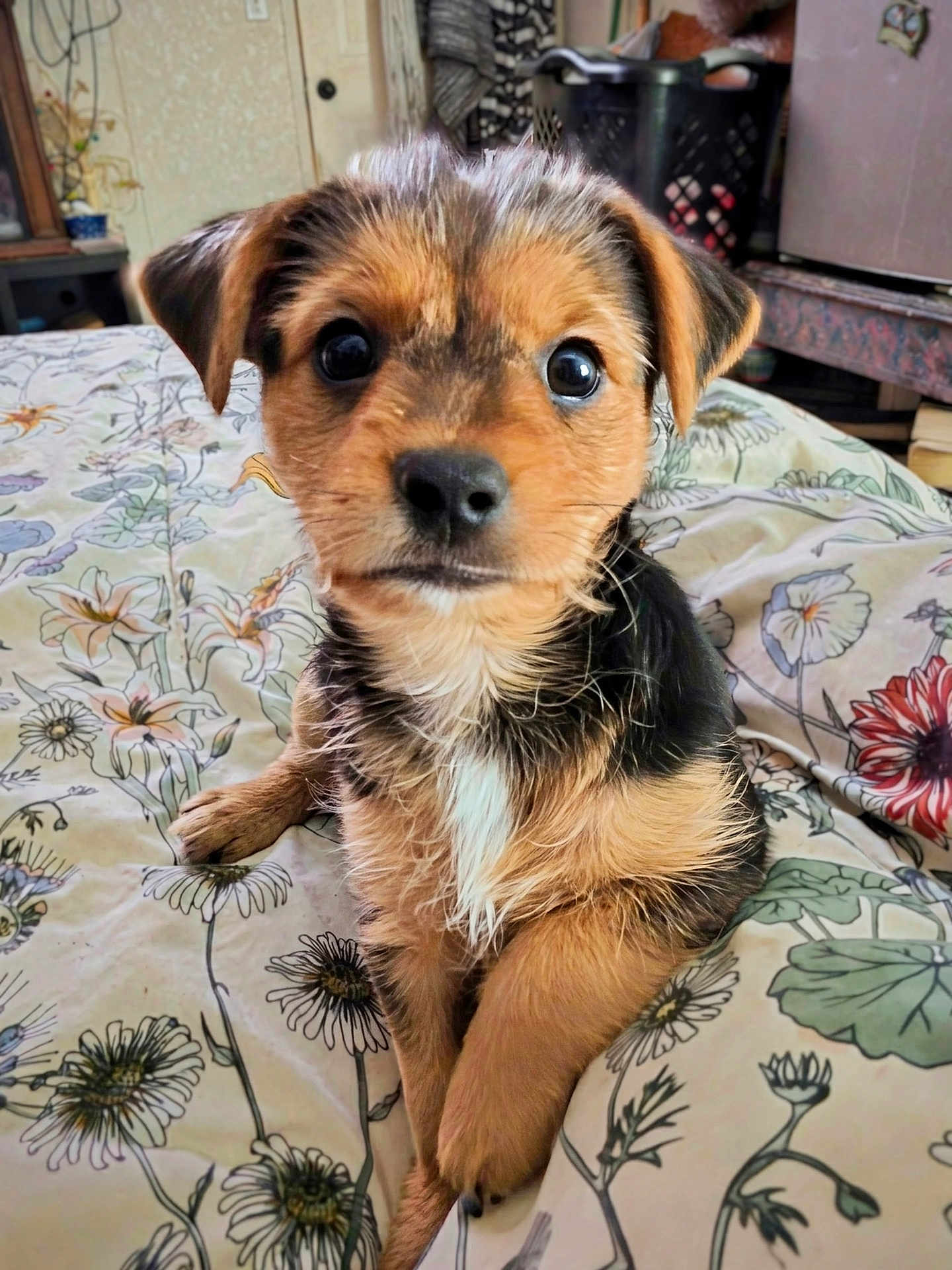 Flower Rose joined the competition — help win amazing prizes! puppy, dog, pet, animal, bed, floral_pattern, indoor, cute, fur, black_and_brown, small_dog, canine, young, looking_at_camera, ears, nose, whiskers, front_paws, home, cozy