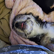 Max is registered to the contest to win money with this photo: dog, sleeping, tongue_out, blanket, cozy, fur, snuggled, pet, resting, indoor, soft_texture, cute, animal, comfort, relaxed, closeup, warm, black_and_white, fur_pattern, peaceful