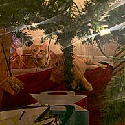 Bud And Weiser joined the competition — help win amazing prizes! cat, tabby_cat, christmas_tree, gift_bags, holiday, indoor, decorations, lights, pets, orange_cat, festive, cozy, relaxing, feline, holiday_gifts, tree_branches, warm_lighting, curious, floor, home