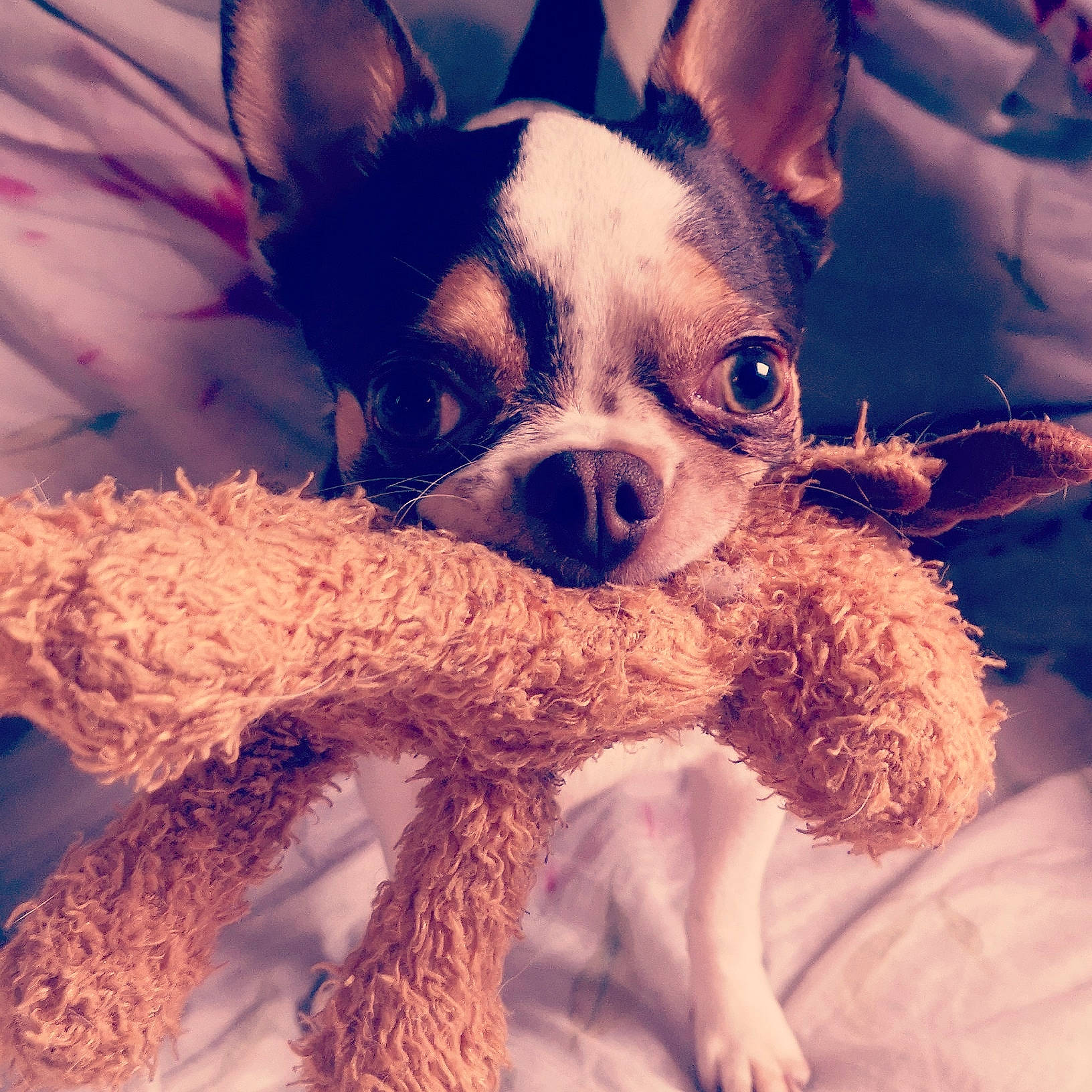 Mr Poilu a rejoint le concours — aidez-le/la à gagner de superbes lots ! boston_terrier, canidae, carnivore, cloud, companion_dog, dog, dog_breed, ear, eye, head, mammal, non_sporting_group, nose, organ, puppy, puppy_love, skin, sky, snapshot, snout